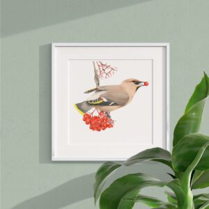 Sidensvans – Print