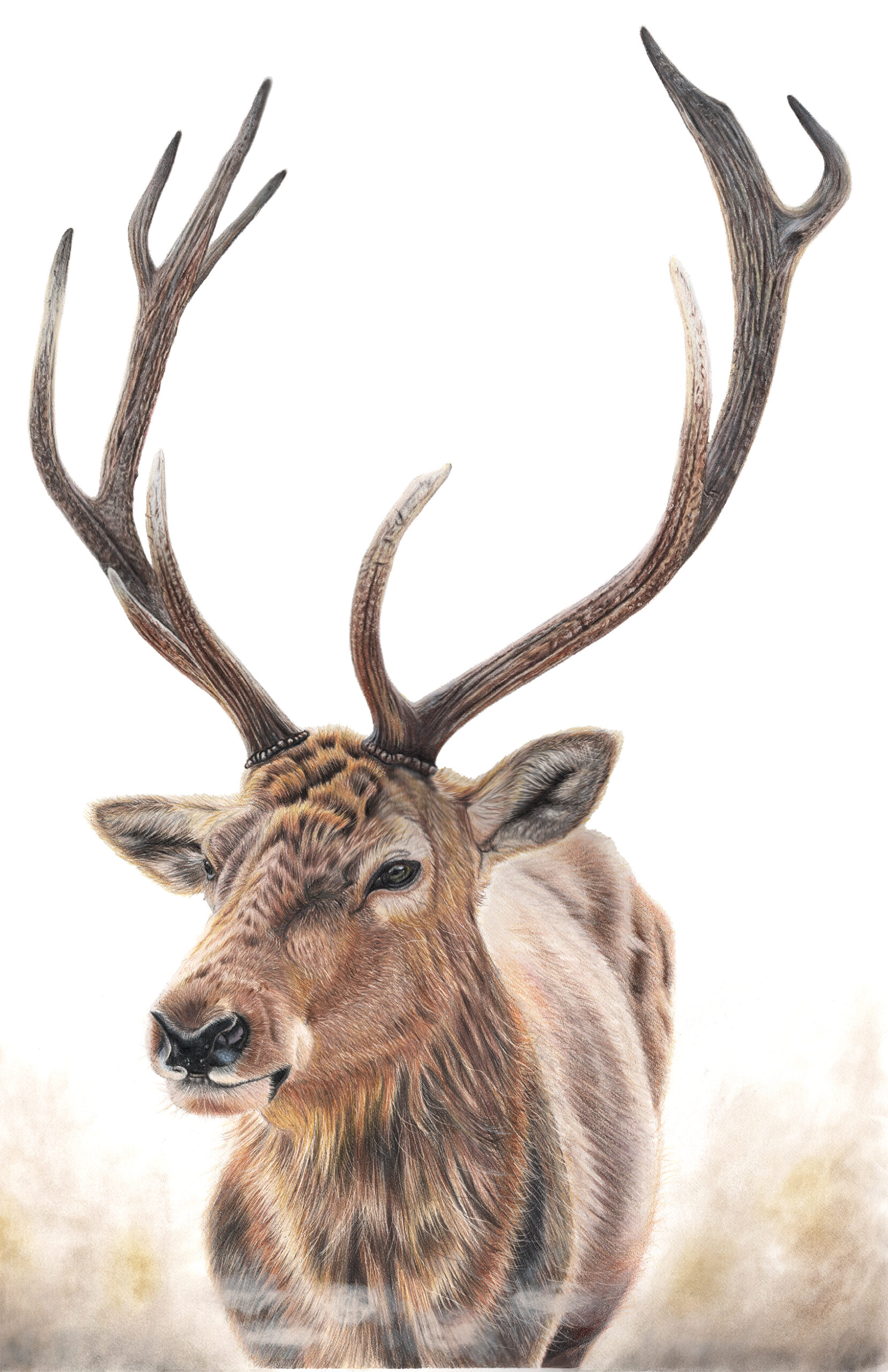 Hjort i skymningstimman - Original - Bild 2