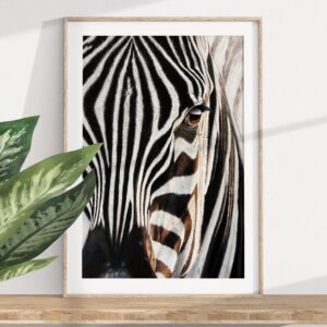 Zebra - numrerad begränsad upplaga