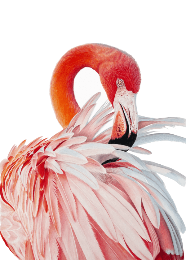Flamingo - numrerad begränsad upplaga - Bild 2
