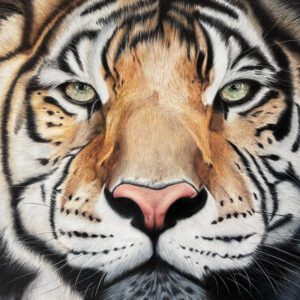 Tiger - Original