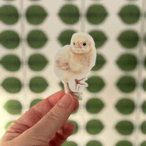 Kyckling klistermärke vinyl die cut färgpennekonst Angelica Diehn Art